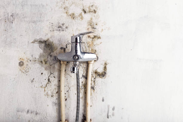 Best Emergency Mold Removal  in Pendergrass, GA