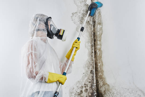 Best Office Mold Removal Services  in Pendergrass, GA