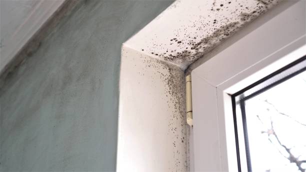 Best Mold Testing  in Pendergrass, GA